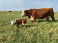 A cow and calf stand in tall green grass against the backdrop of a bright blue sky.