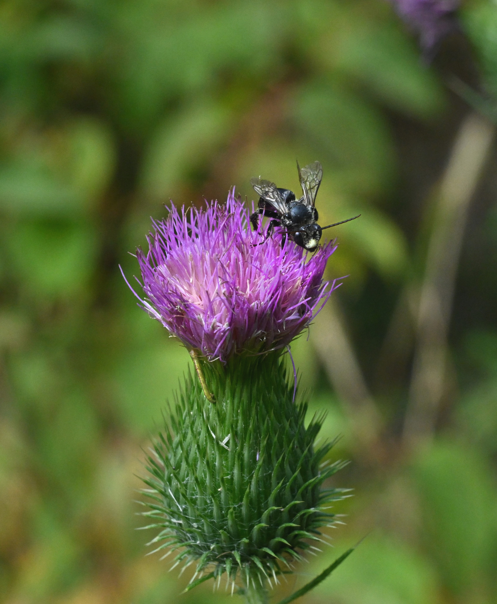 A black bee with a light yellow mark on his face that is on a purple flower.