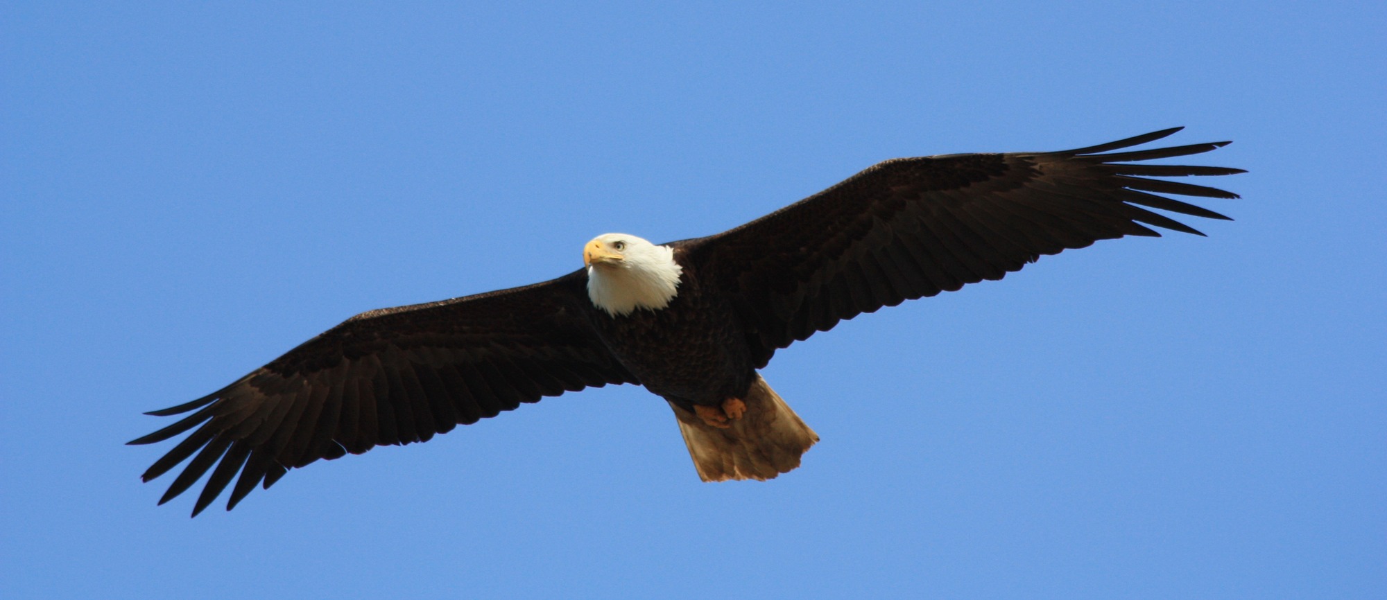 A bald eagle soaring 