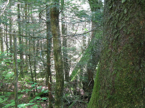 GRSM Accuracy Assessment. Plot Code: GRSM_AA_0448_3