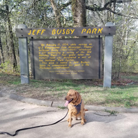 A yellow Labrador at the Jeff Busby Park sign. The sign is wooden with routed letters painted yellow. The text on the sign is blurry.