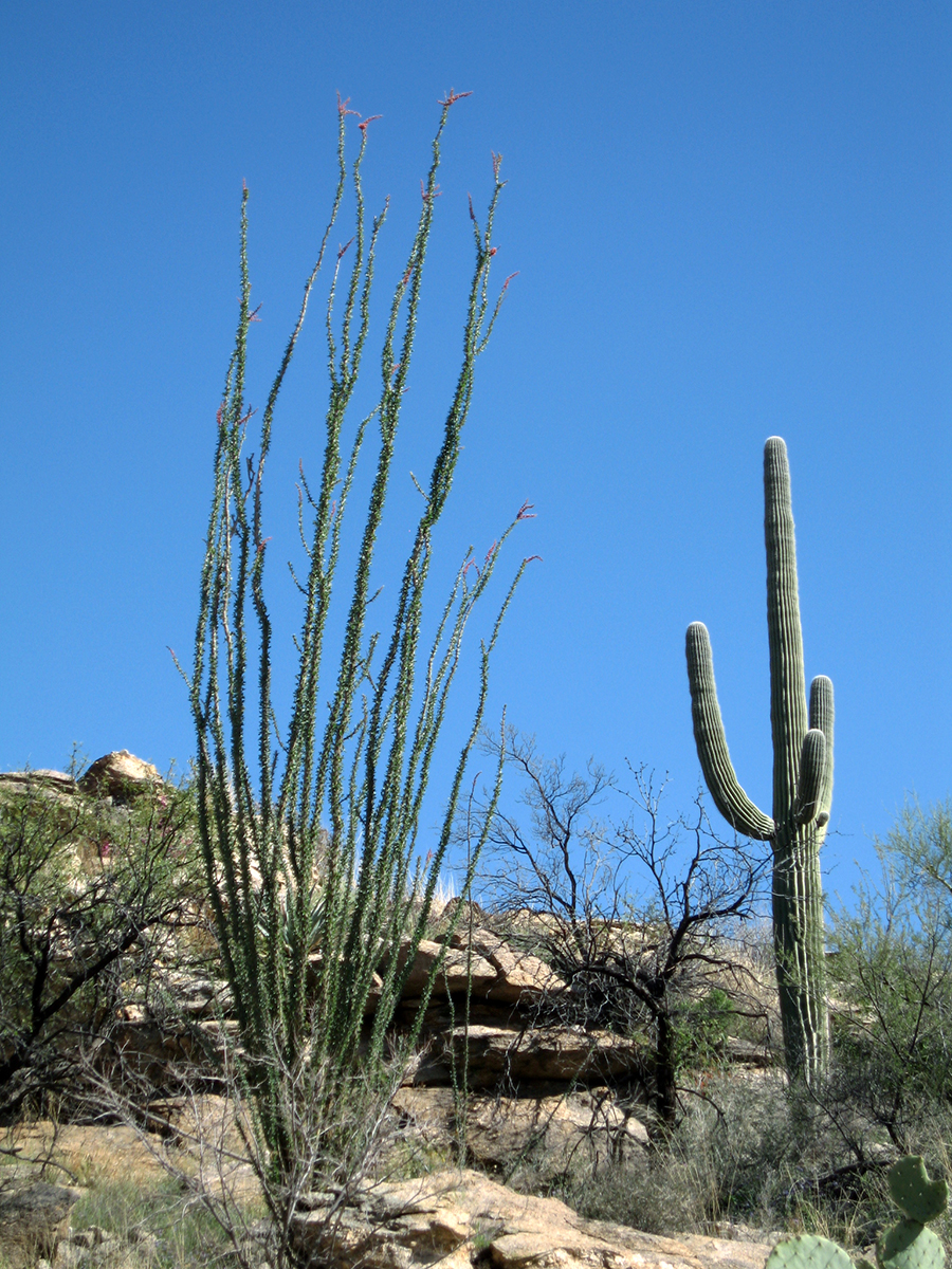 Tall columnar cacti with multiple arms grows next to green, shorter paloverde trees. A tall plant with multiple cane-like, unbranched stems covered in small green leaves and tipped with red flowerings grows in the foreground.
