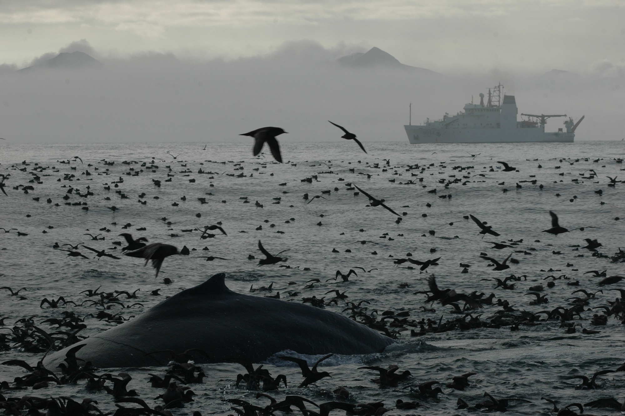 A humpback whale back surrounded by murres and other seabirds in the ocean with a large ship in the background.