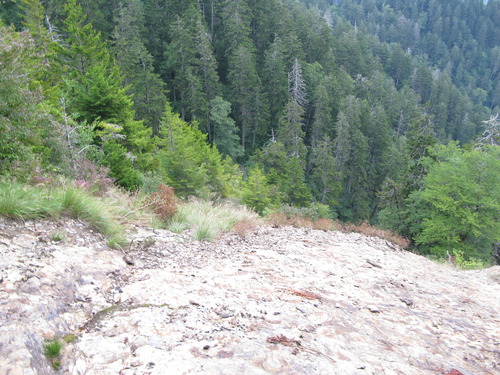 GRSM Accuracy Assessment. Plot Code: GRSM_AA_0887_6