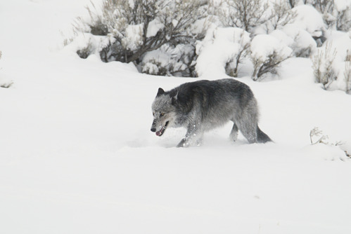 Black and grey wolf walks through the snow.
