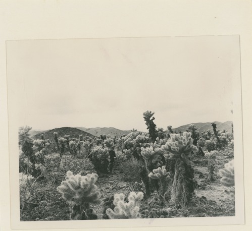 Black and white image of Cholla Cactus