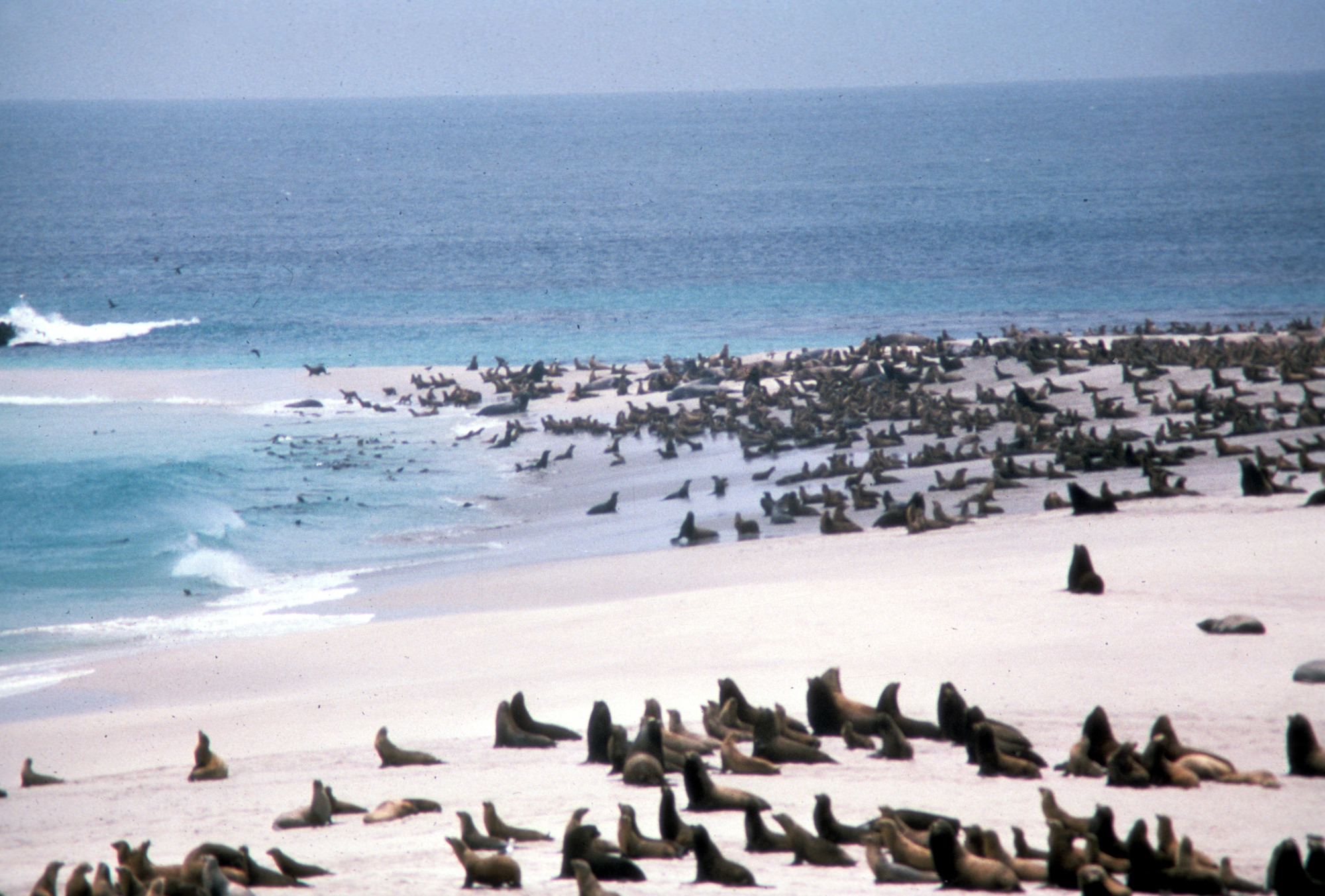 Pinnipeds at Point Bennett