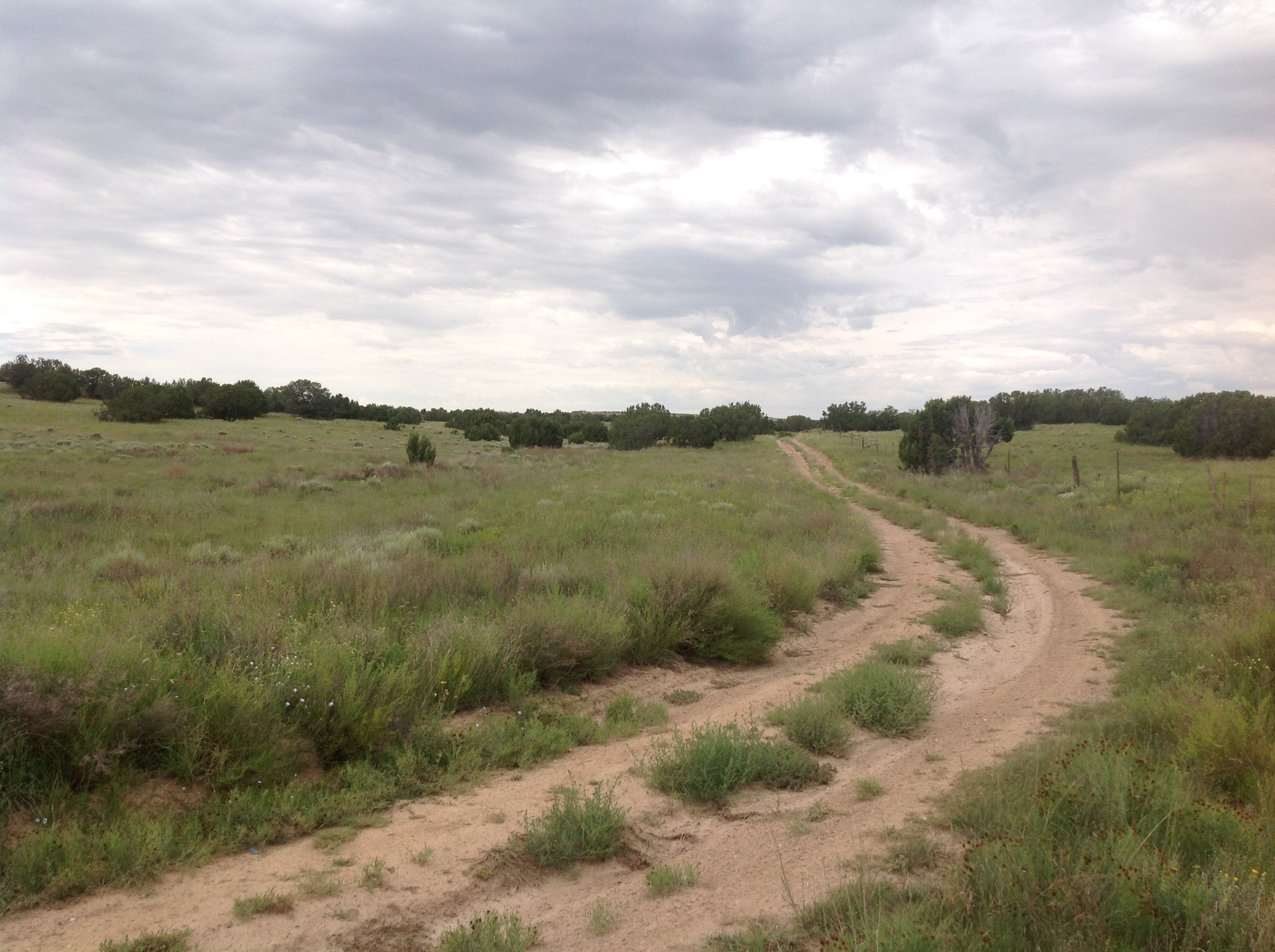 A dirt road in the middle of a grassy field.