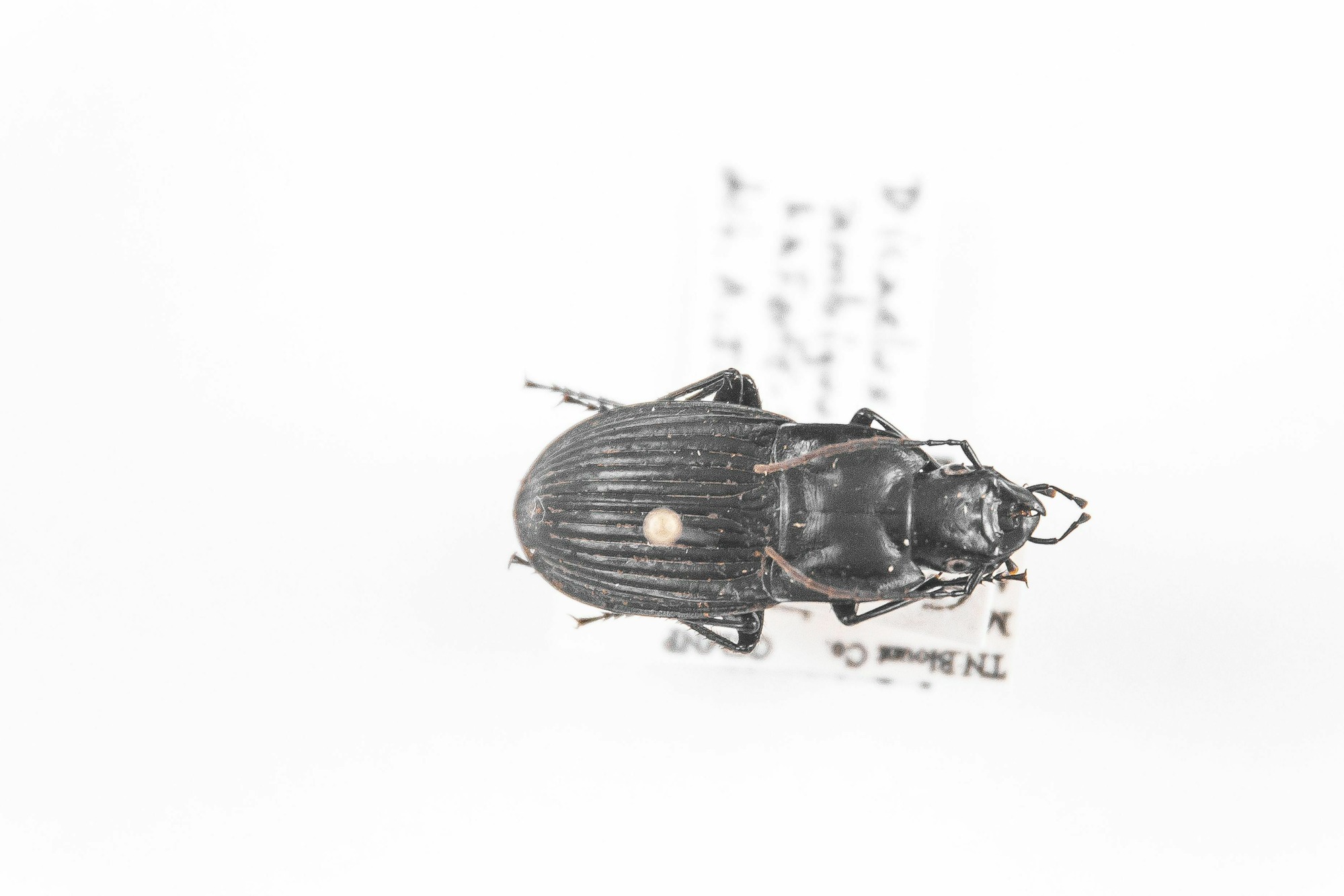 Image of Dicaelus ambiguus, a species of Animalia