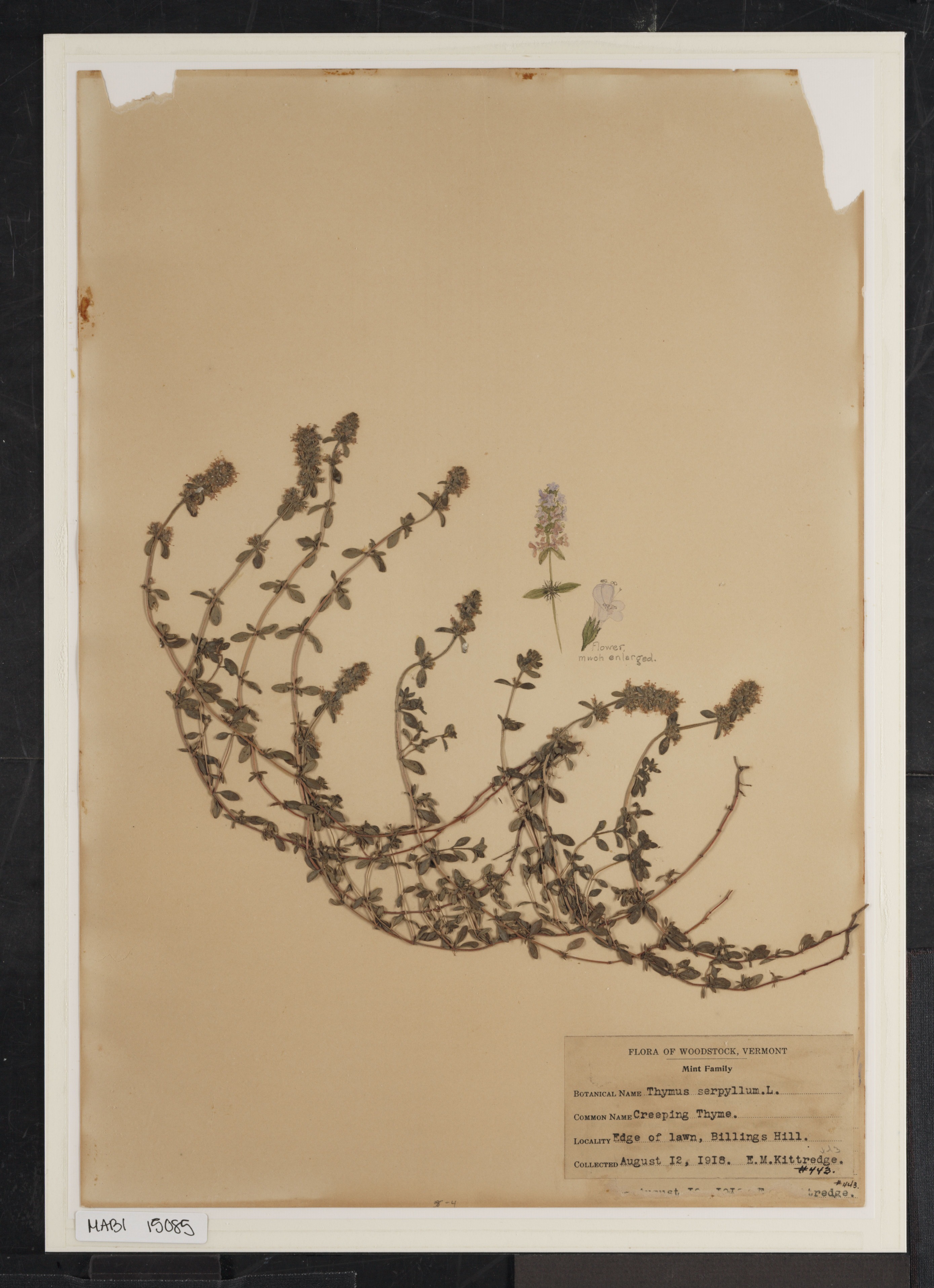 Preserved biological specimen on paper.