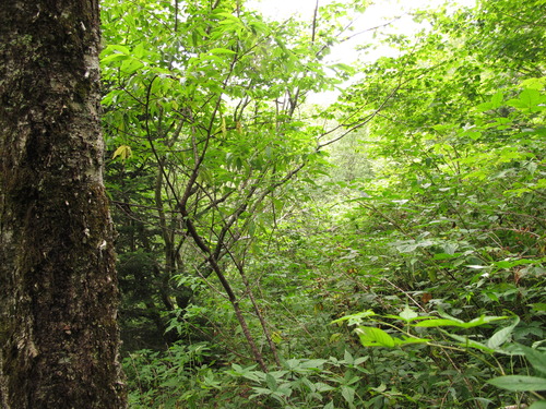 Plot Code: GRSM_AA_0529_4