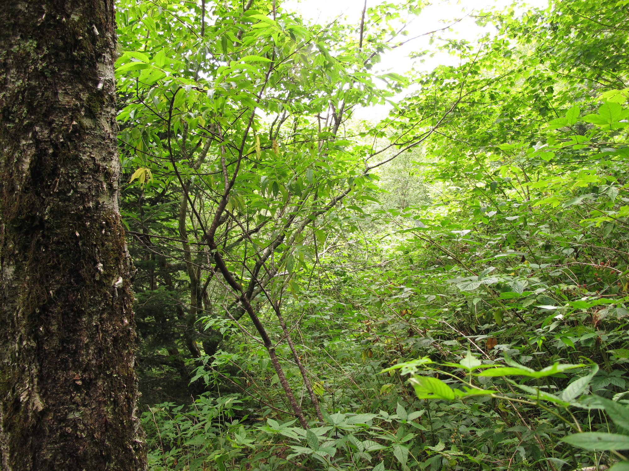 Plot Code: GRSM_AA_0529_4