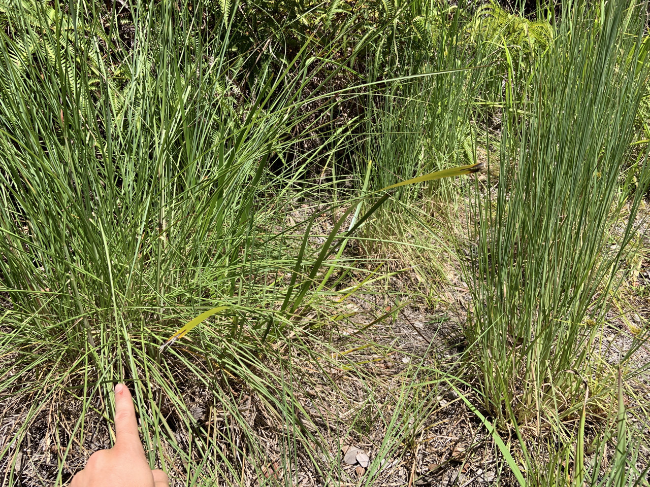 Photo of plant Andropogon species