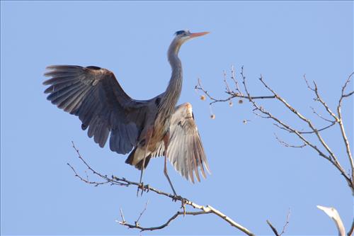 Great blue heron in Cuyahoga Valley National Park