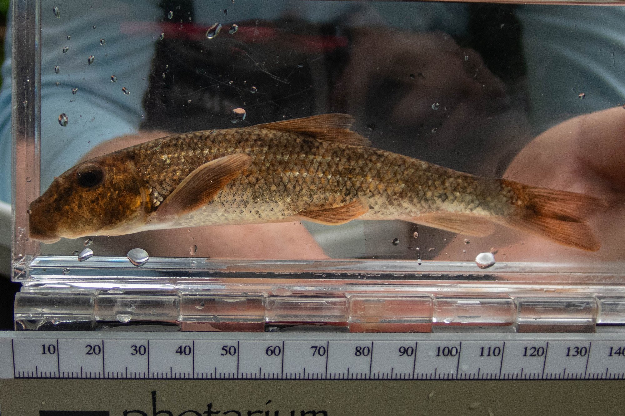 Hypentelium nigricans (northern hog sucker) - full body, small adult