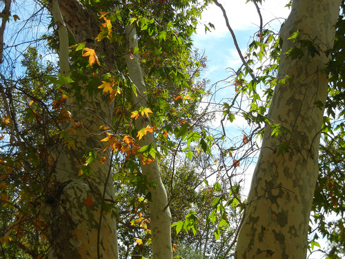 Trees with mottled white bark and large green deciduous leaves, some turning orange.