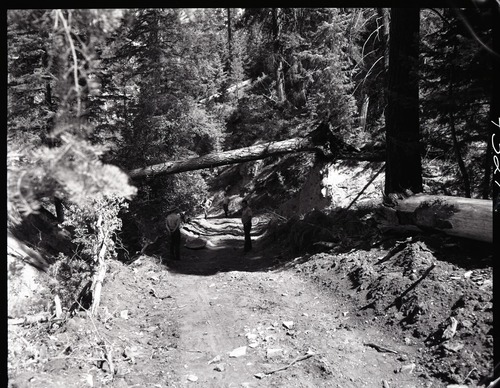 Dirt road from Potato Hollow to Kolob Creek, bulldozer graded road section on park land.