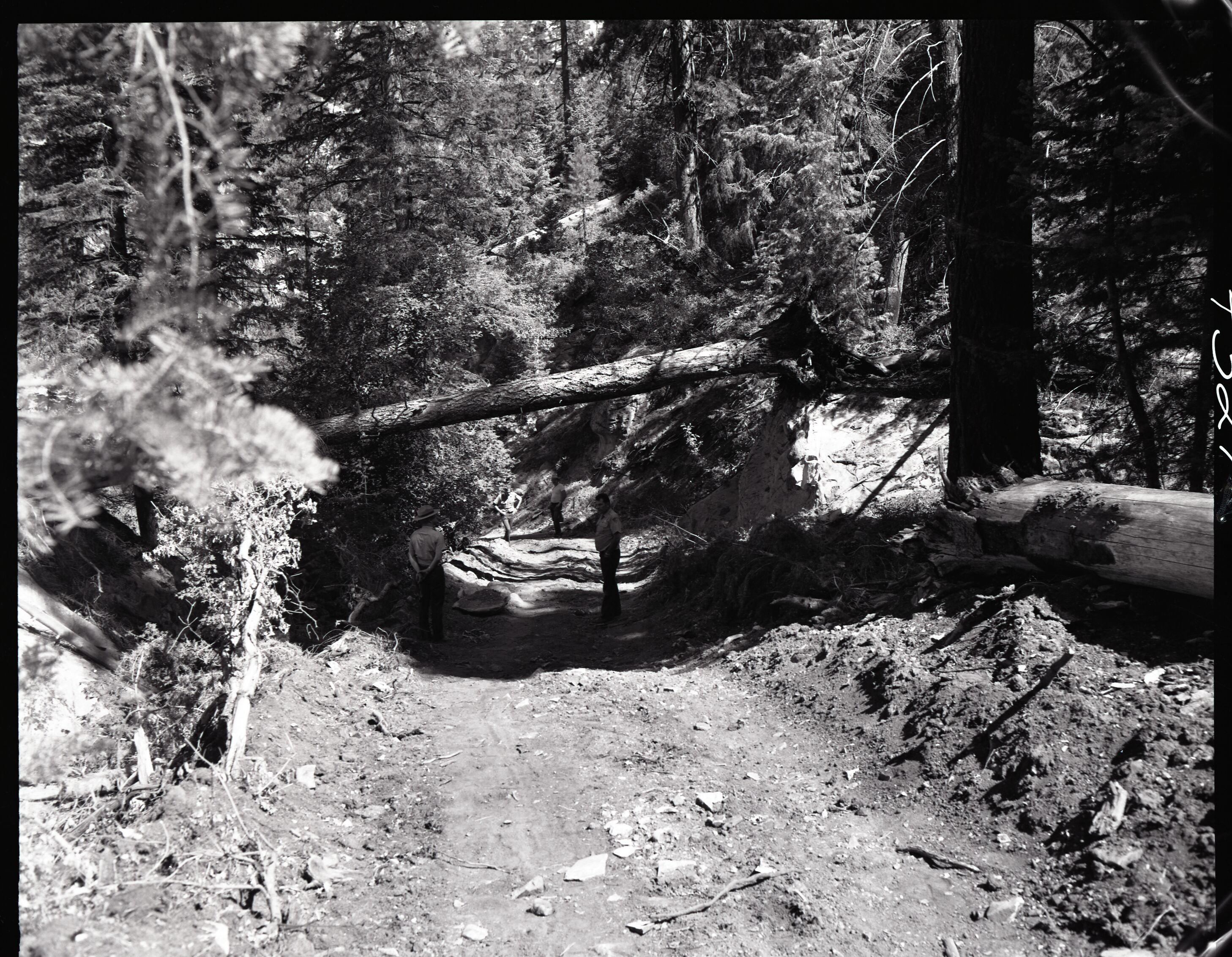 Dirt road from Potato Hollow to Kolob Creek, bulldozer graded road section on park land.
