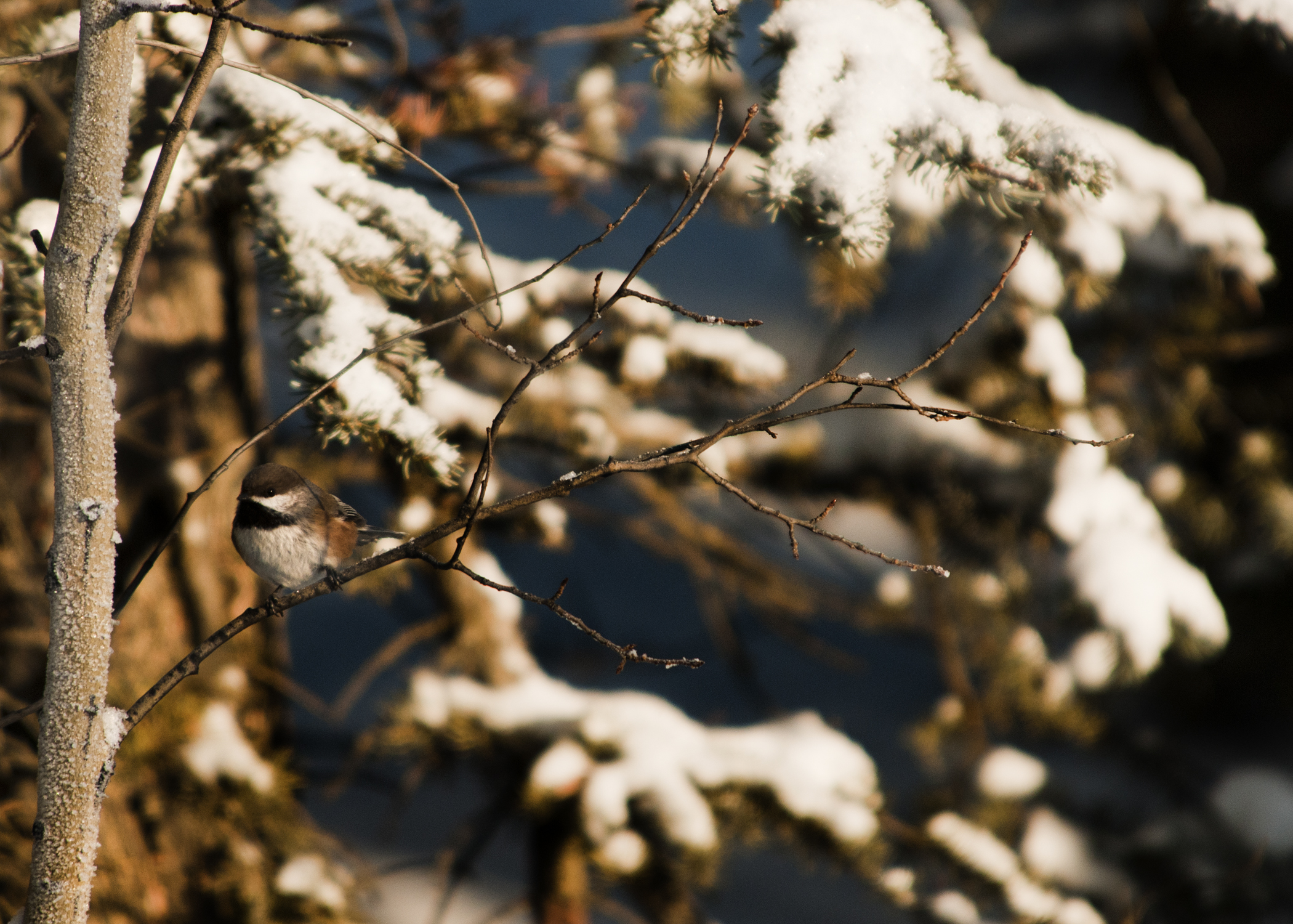 A boreal chickadee in a snowy forest