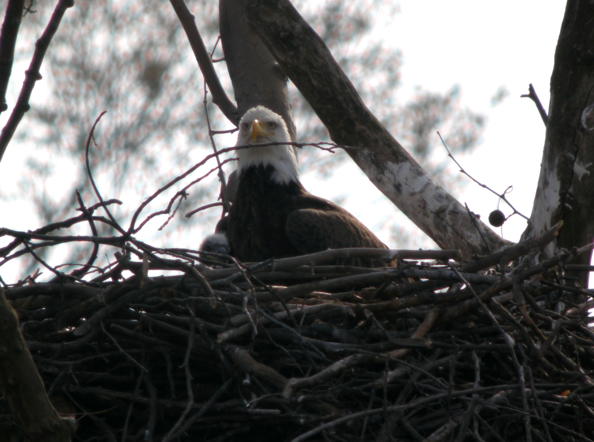Sitting in a nest of thick brown branches is an adult bald eagle and its baby. In the center of the image is the adult, who is craning its head out of the nest in the direction of the viewer. To the left of the adult rests the baby eaglet whose small, fuzzy brown head is resting up against the body of its parent. The baby's head is slightly obscured by some of the nest's branches.