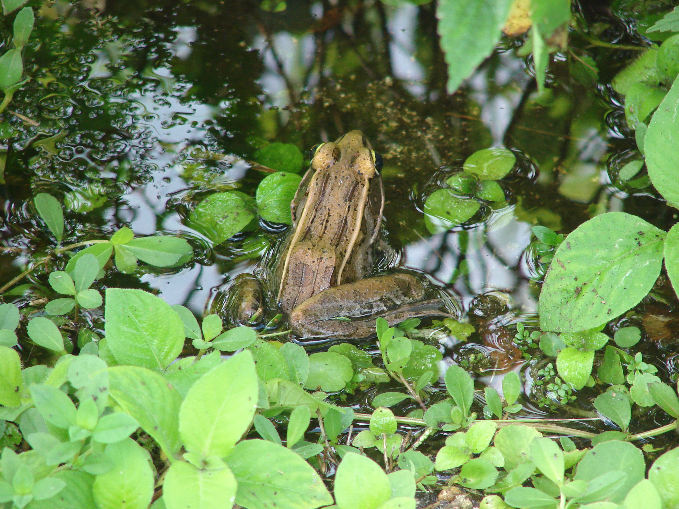 Leopard Frog in water