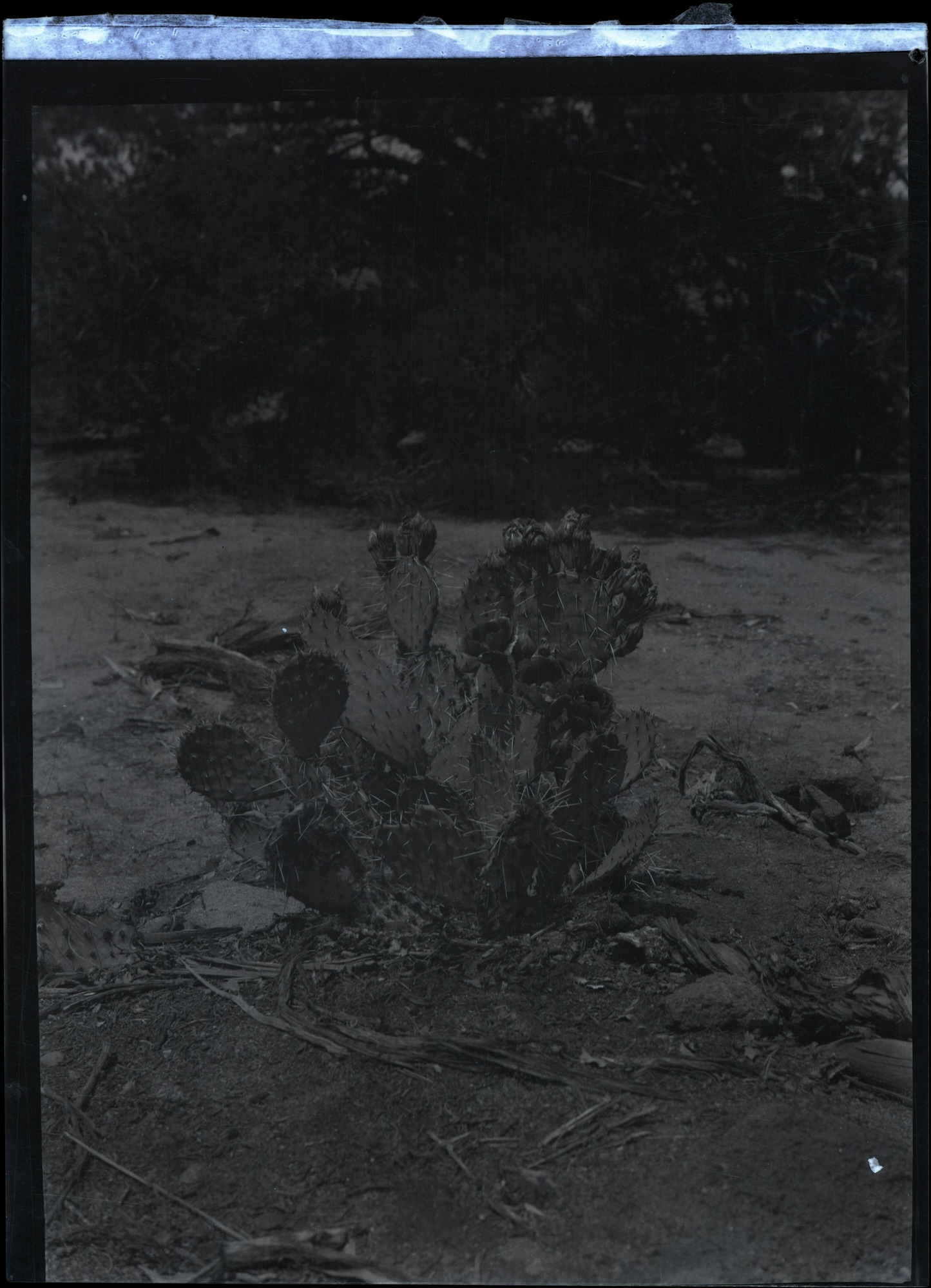 BRCA Museum and Archives Image