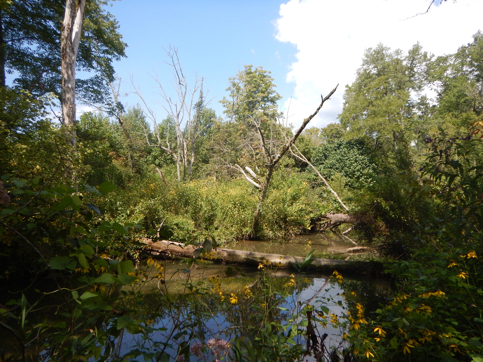 GRSM Accuracy Assessment. Plot Code: GRSM_AA_0408_2