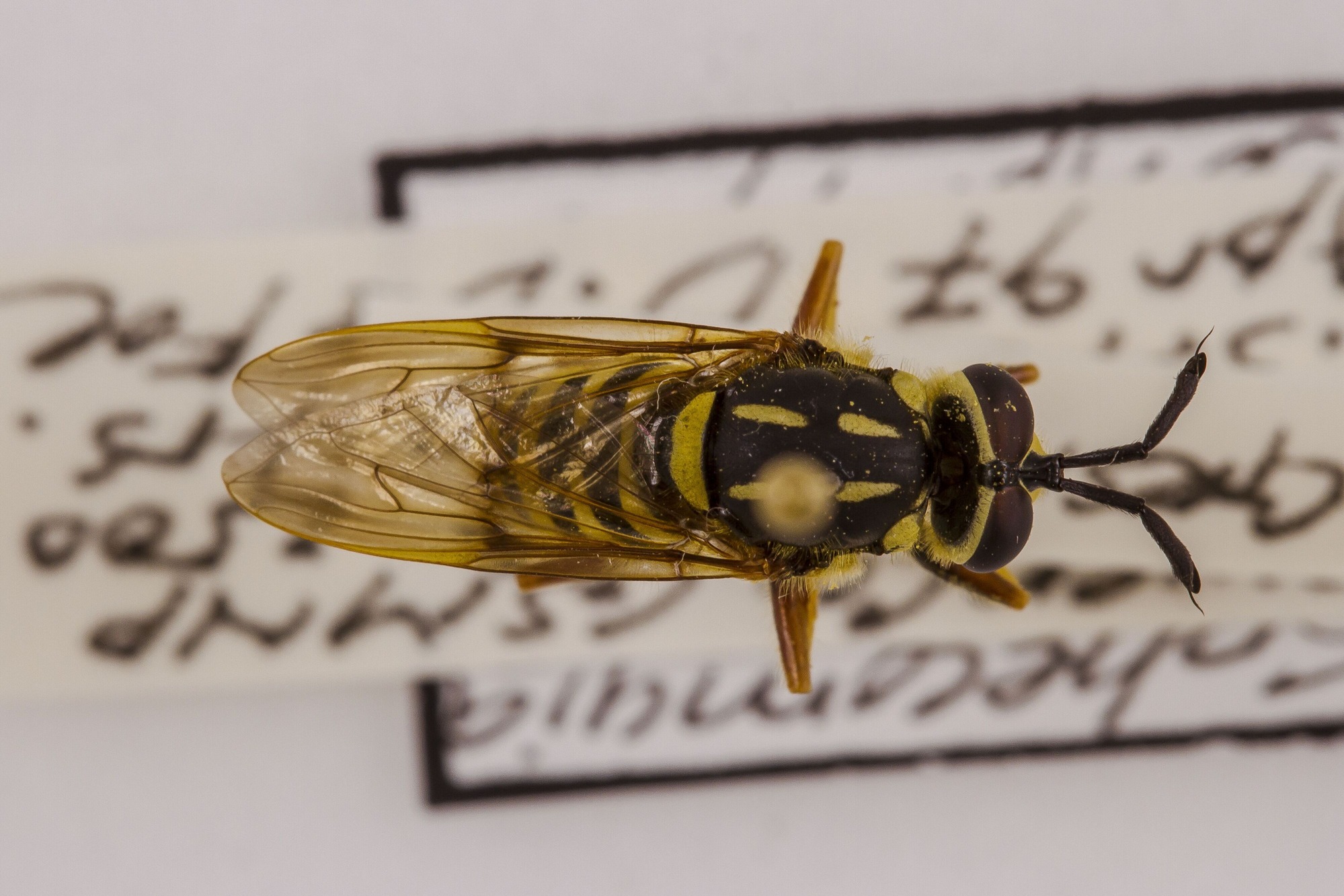Image of Sphecomyia vittata, a species of Animalia