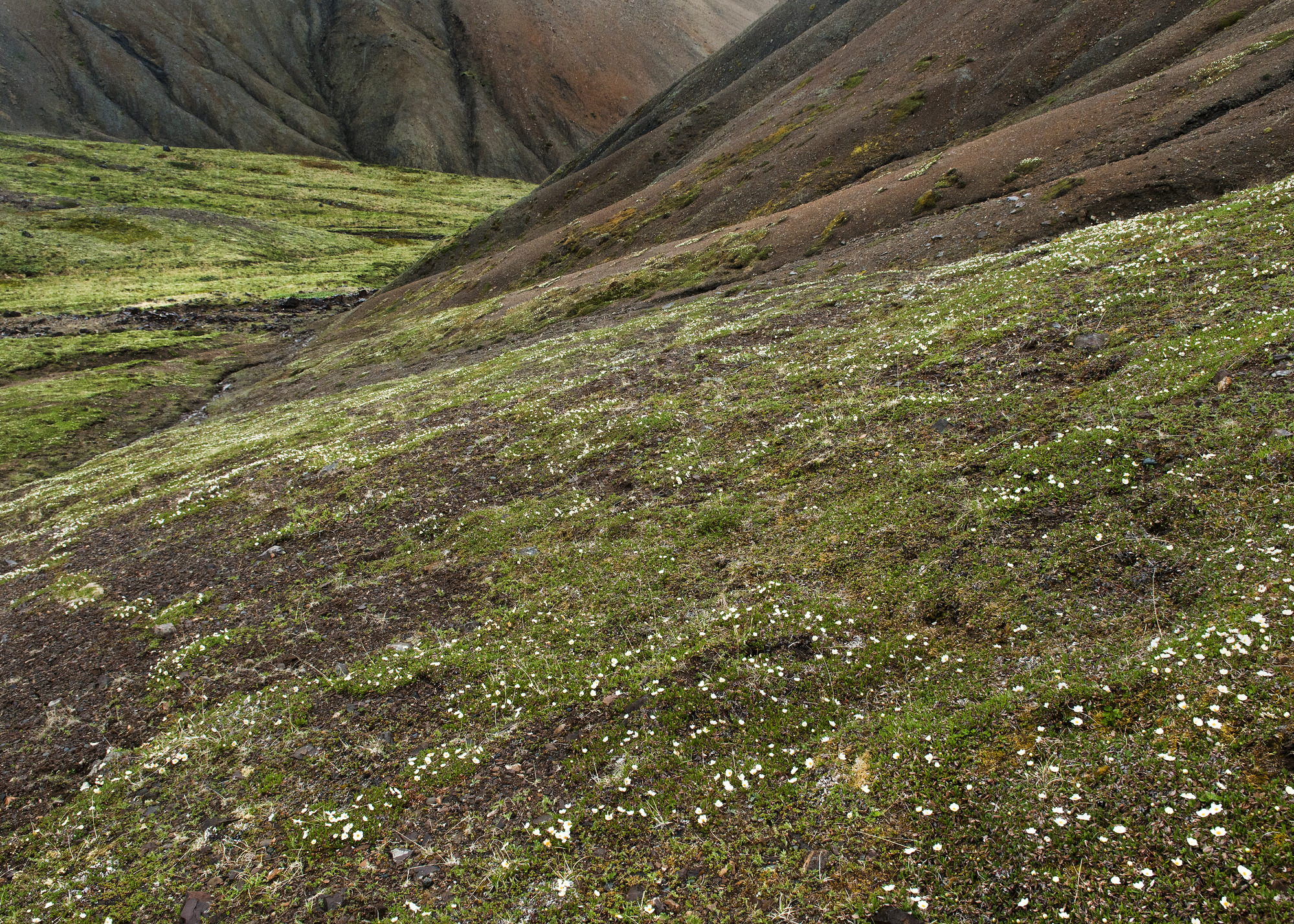 green mountainside dotted with tiny white flowers