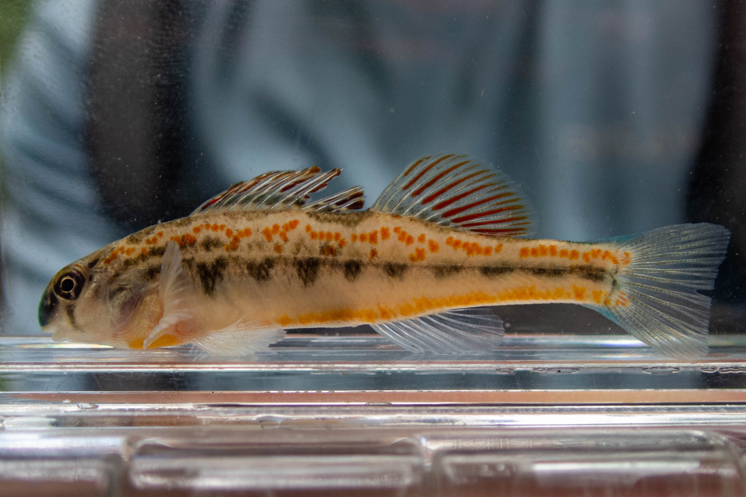 Etheostoma simoterum (snubnose darter) - full body, adult