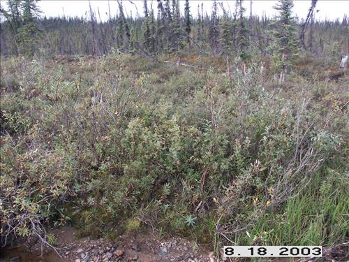 Wolf Survey, Denali, 2003