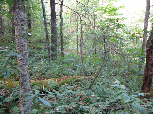 GRSM Accuracy Assessment. Plot Code: GRSM_AA_0219_6