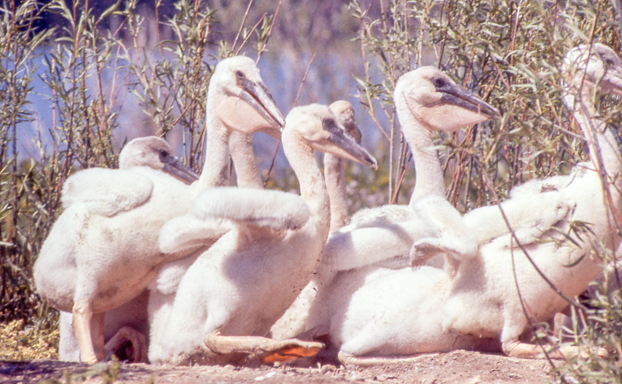 Seven young pelicans