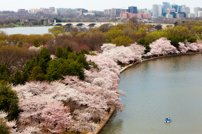 A single paddle boat floats in the Tidal Basin, next to the Tidal Basin are pink cherry blossom trees in bloom. The Arlington Memorial Bridge is in the background. 