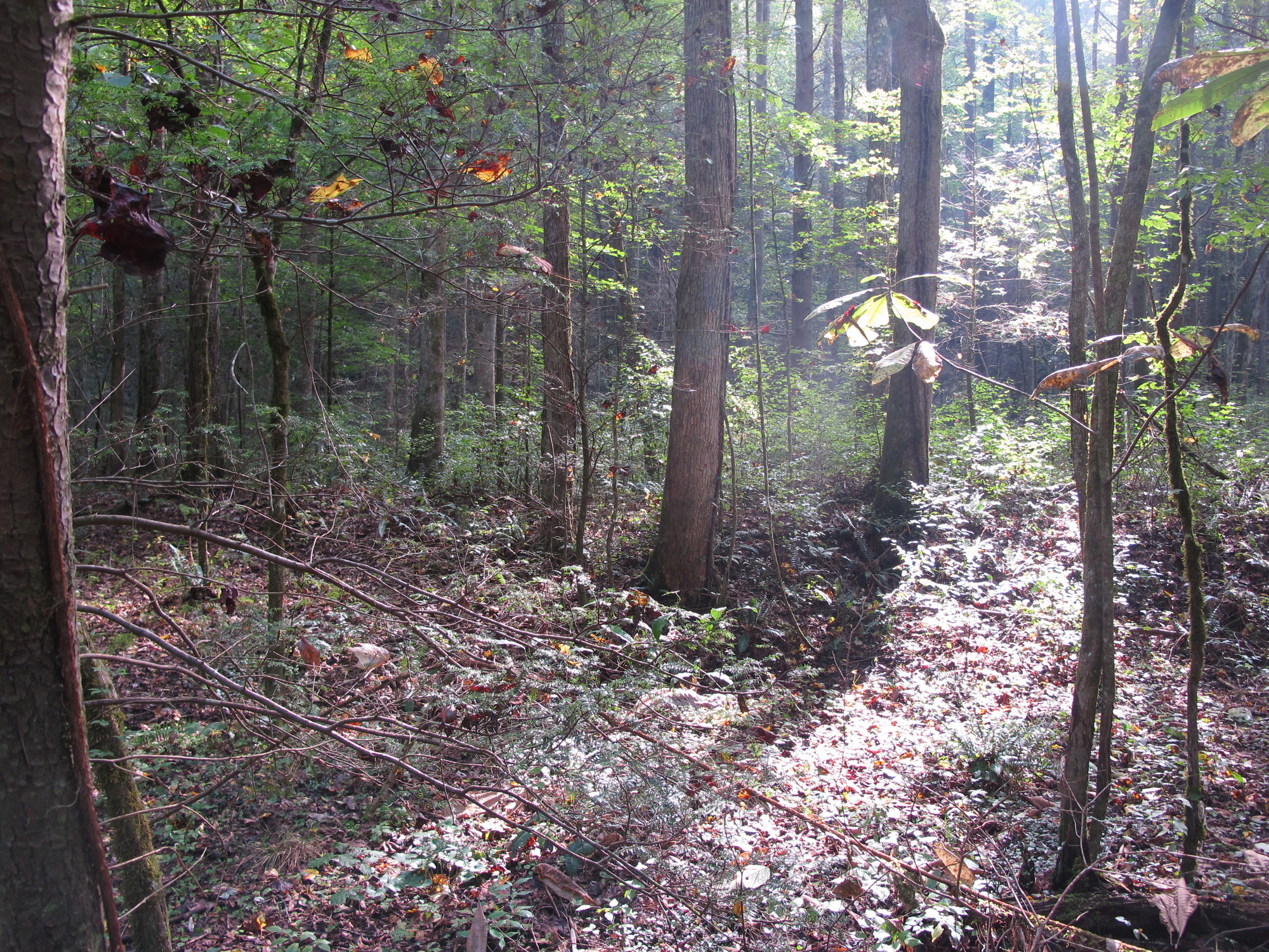 GRSM Accuracy Assessment. Plot Code: GRSM_AA_0346_3