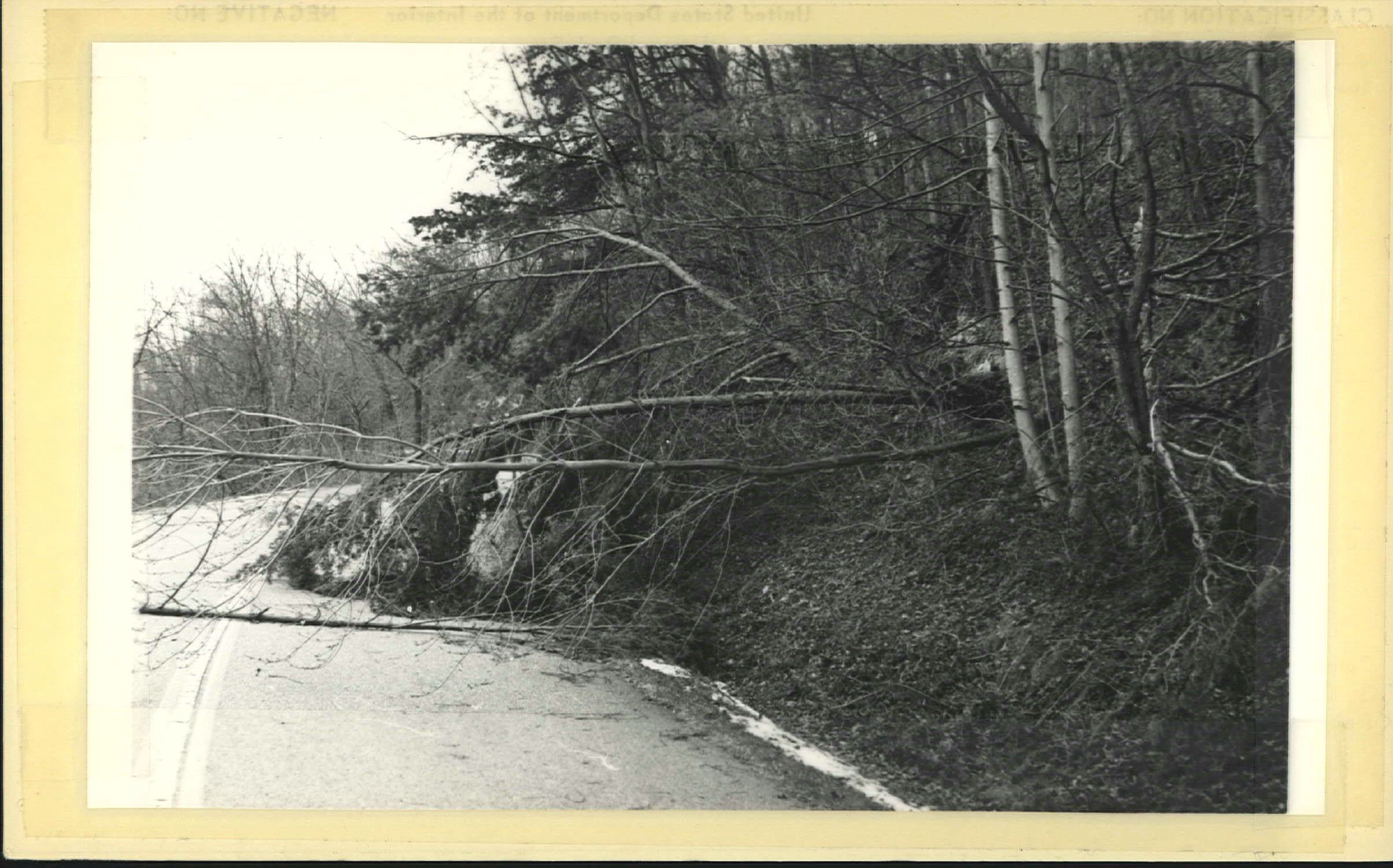 Snow damage to trees on Parkway