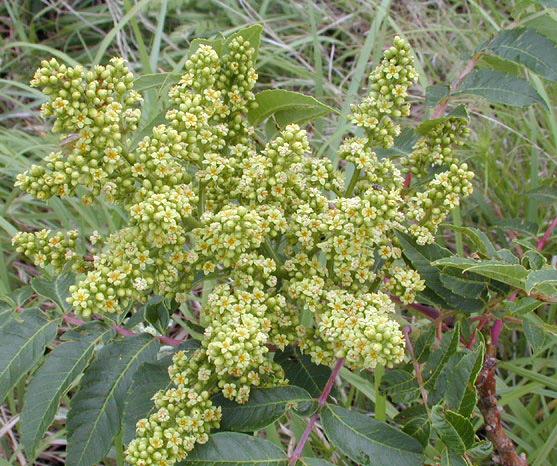 Smooth sumac
Rhus glabra
Blooms: May - June
