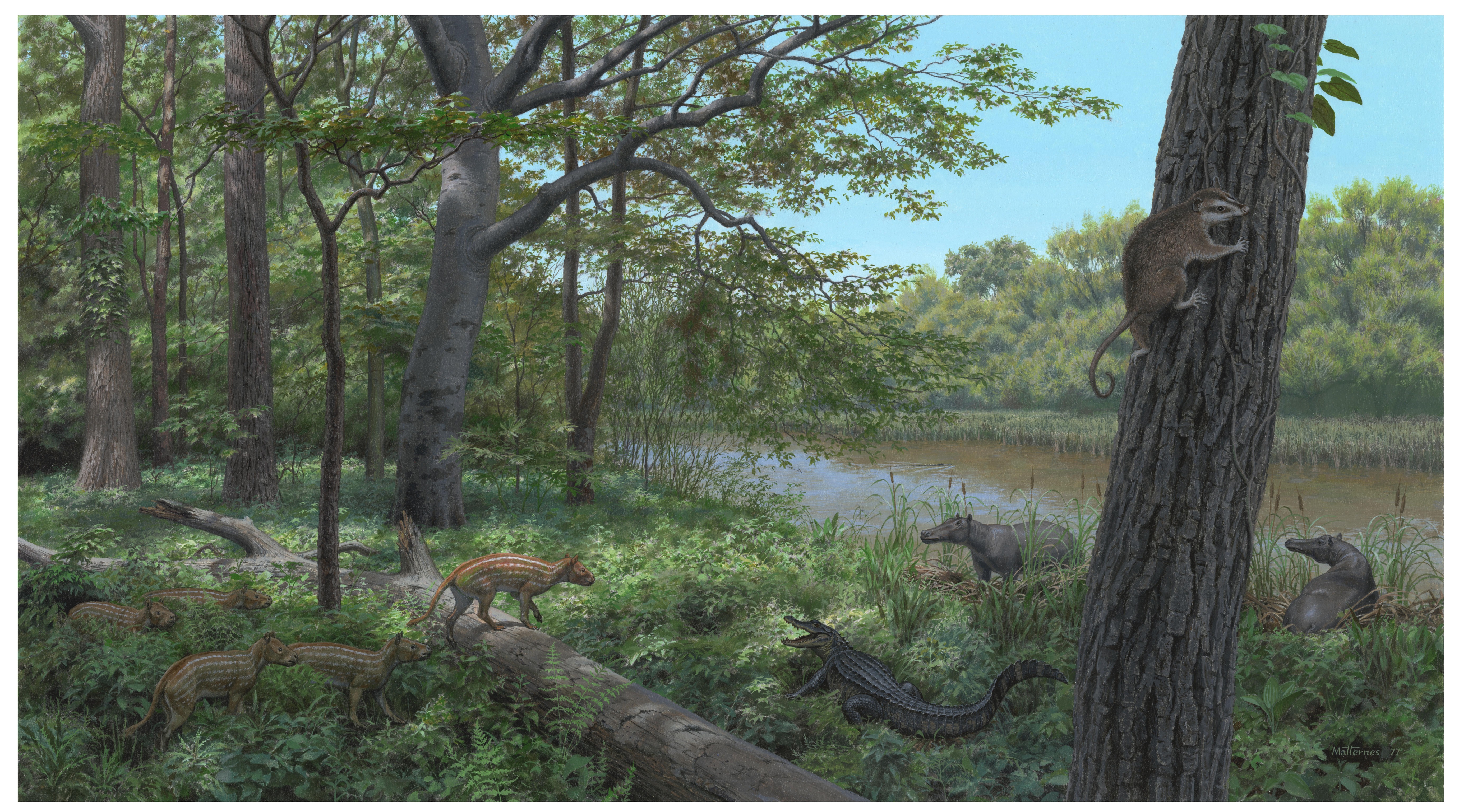 A hypothetical reconstruction of a riparian forest habitat as it may have appeared 35 million years ago during the lower Oligocene Epoch along the Niobrara River near present day Agate Fossil Beds National Monument in Nebraska
