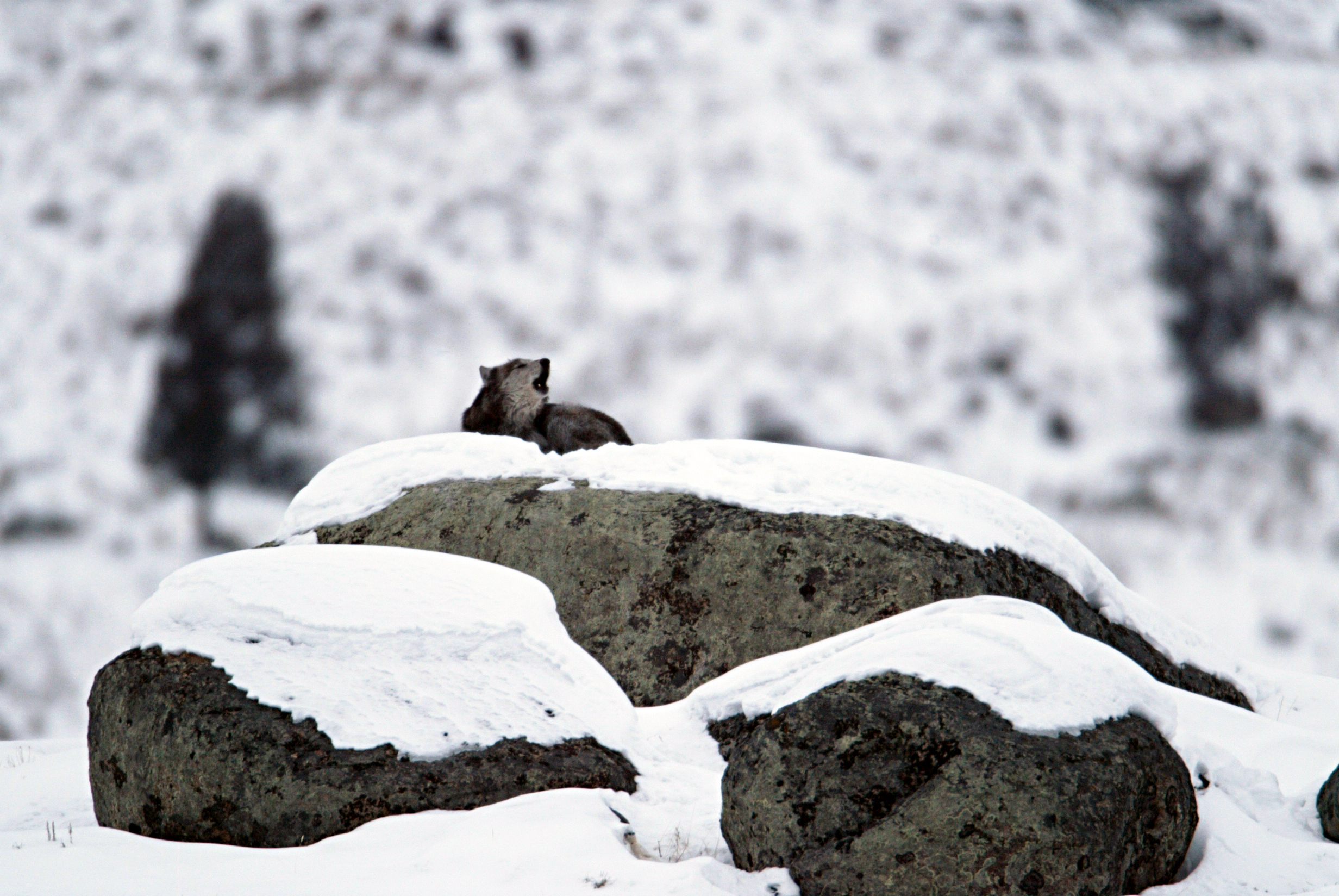 Glacial boulders are covered with snow and a wolf sits on top howling.