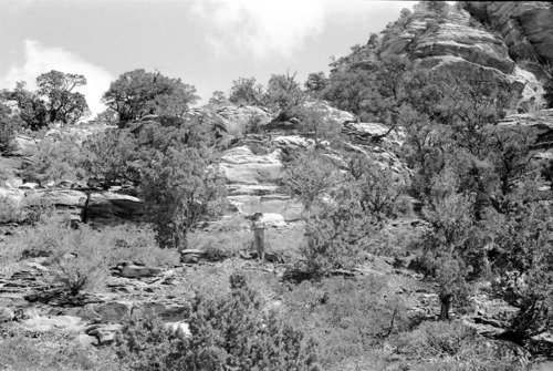 BW photo of the 1937 grazing study 35MM. Photo of ranger on hillside.