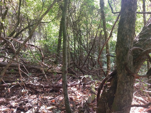 GRSM Accuracy Assessment. Plot Code: GRSM_AA_0742_4