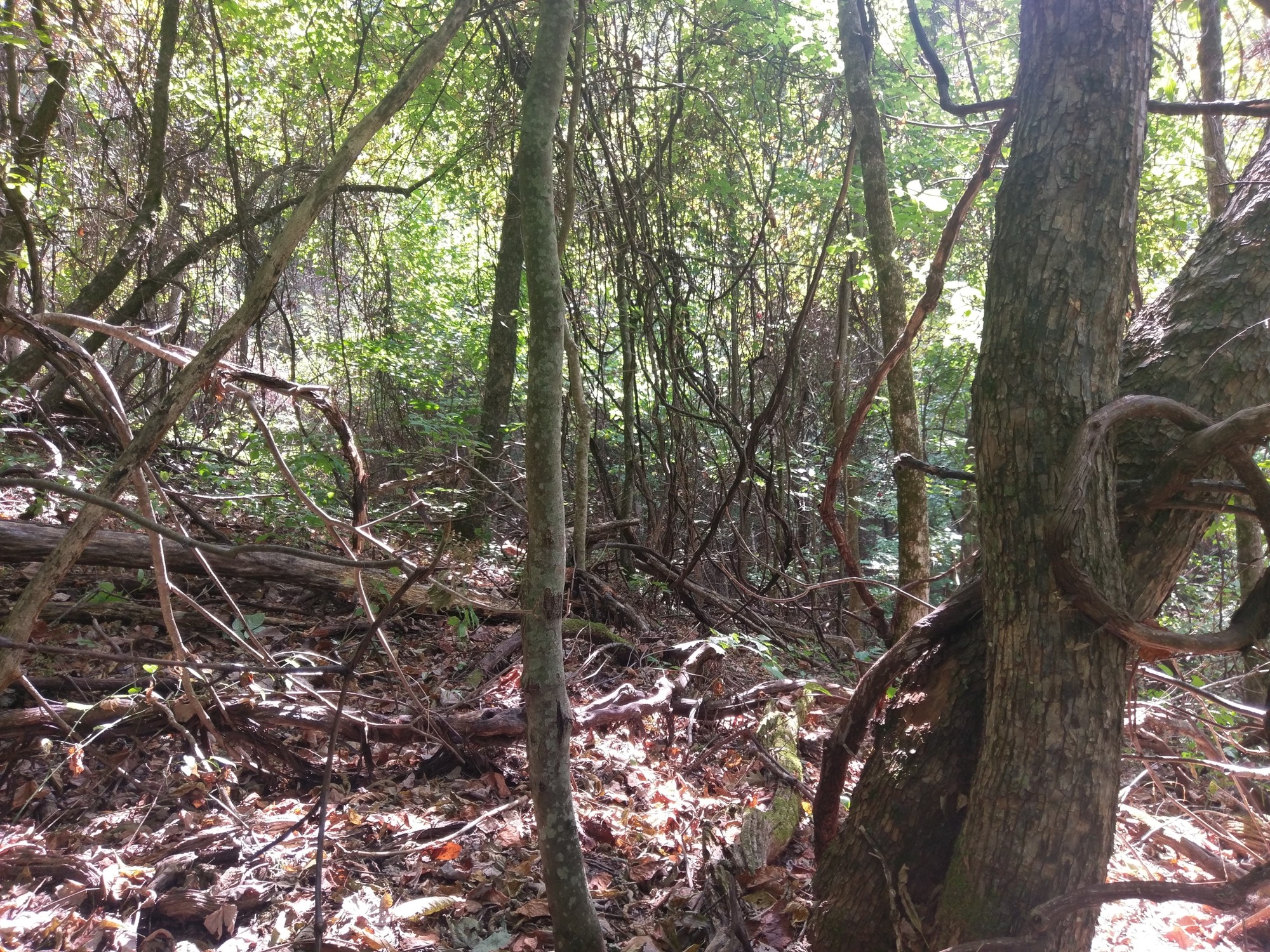 GRSM Accuracy Assessment. Plot Code: GRSM_AA_0742_4