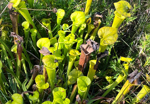 Pitcher plants