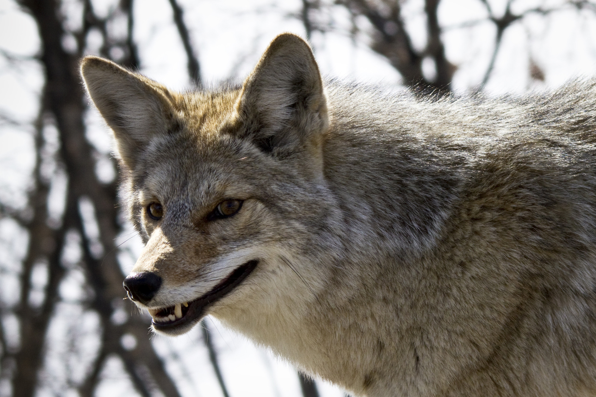 One distinguishing feature for coyotes is that their ears are quite large relative to their head size, while wolf ears are much smaller, relatively.