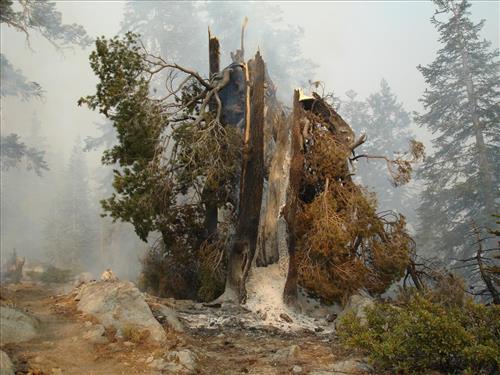 Drip torch ignition on Highbridge Prescribed Burn, Sequoia and Kings Canyon National Parks, October 2005