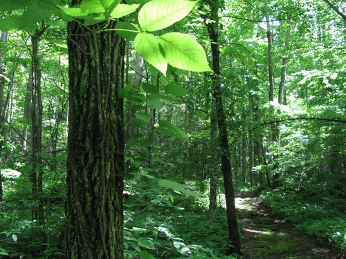 GRSM Accuracy Assessment. Plot Code: GRSM_AA_0647