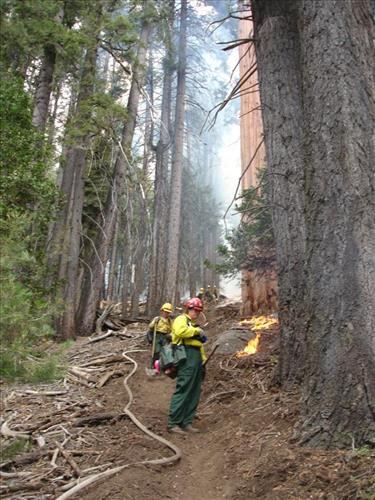 Drip torch ignition on Highbridge Prescribed Burn, Sequoia and Kings Canyon National Parks, October 2005