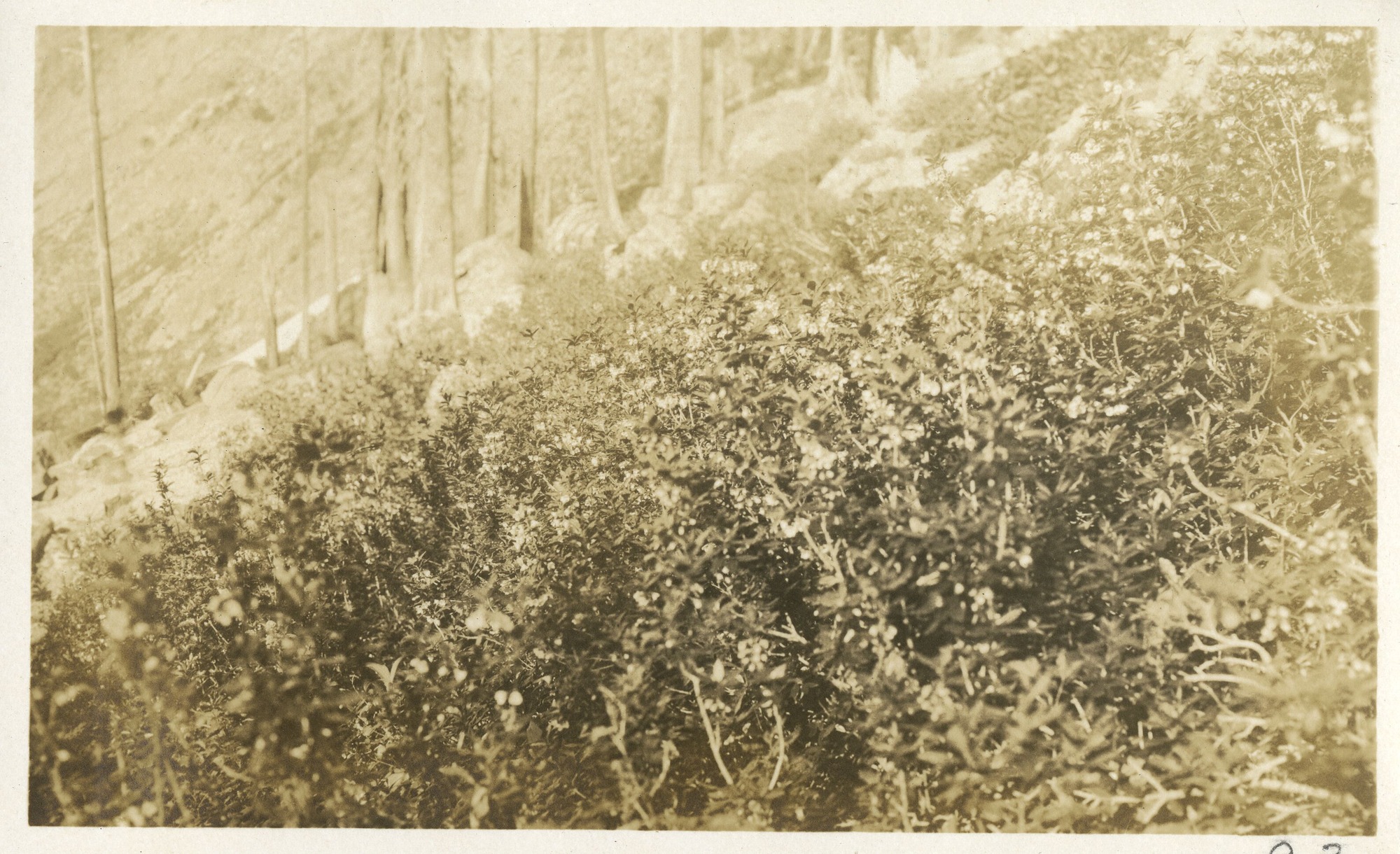 A close-up of brush coming back after forest fire.