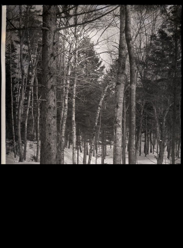 Delano Wild Gardens in Winter - Along Slope