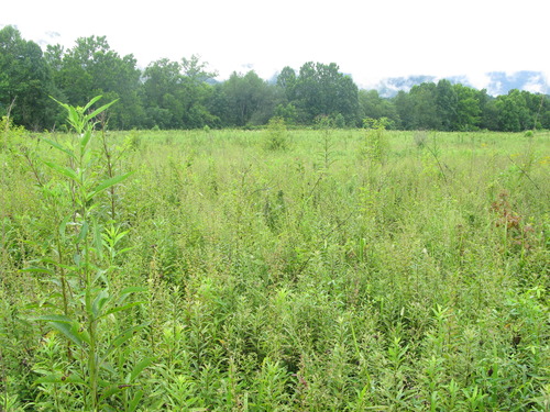 Plot Code: GRSM_AA_0465_4